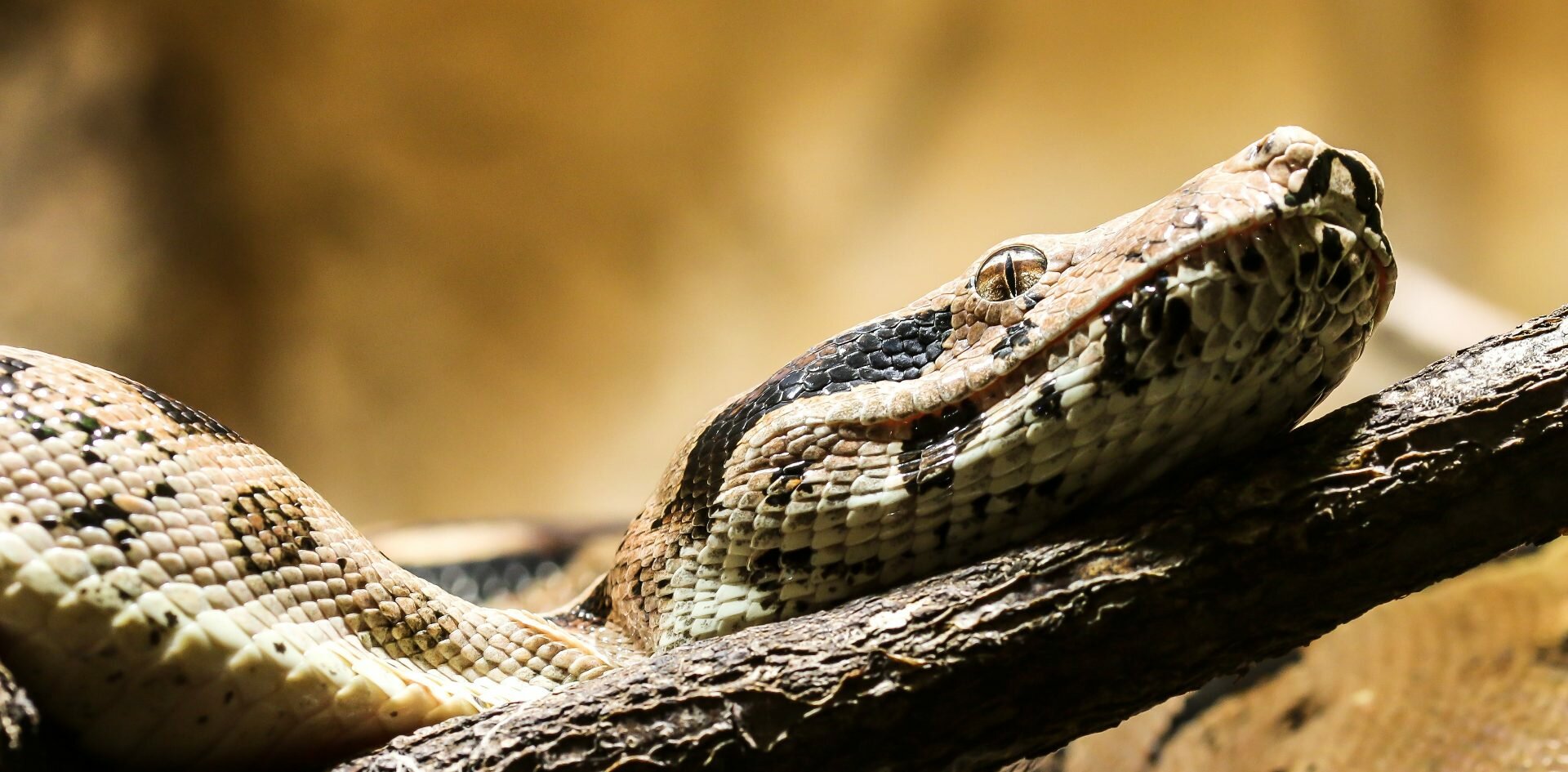 Lunghezza Boa Constrictor